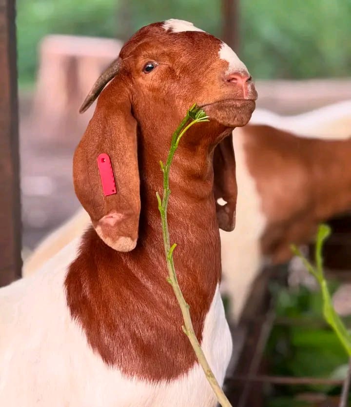 Young Boer Goats